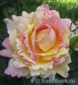 Rose des Cisterciens 