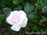 Aspirin Rose