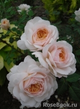 Crocus Rose® 