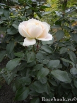 Lions Rose