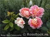 Rose des Cisterciens 