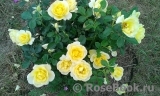 Gold Award Rose, The