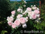 The Wedgwood Rose