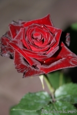 Black Baccara