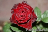 Black Baccara