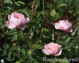 The Alnwick Rose