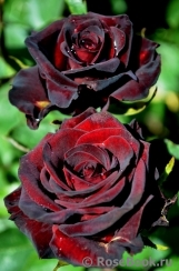 Black Baccara