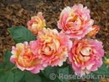 Rose des Cisterciens 