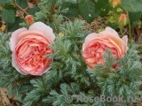 Abraham Darby