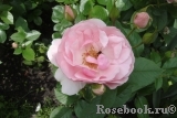 Bernd Weigel Rose