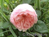 The Alnwick Rose