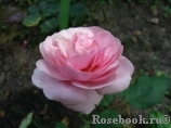 Stefanie´s Rose 