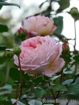 Abraham Darby