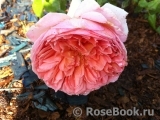 Abraham Darby