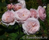 A Shropshire Lad