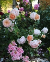 Ambridge Rose 