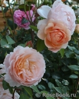 Ambridge Rose 