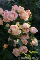 Rose des Cisterciens 