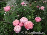 The Alnwick Rose