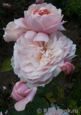 The Alnwick Rose