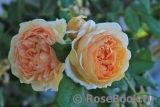 Crown Princess Margareta®