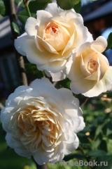 Crocus Rose® 