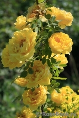 Persian Yellow