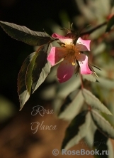 Rosa glauca 