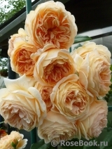 Crown Princess Margareta®