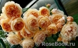 Crown Princess Margareta®