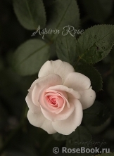 Aspirin Rose