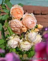 Crown Princess Margareta®