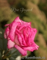 Rose Gaujard  