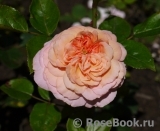 Rose de Cornouaille ®