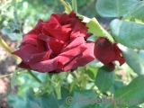 Black Baccara