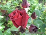 Black Baccara