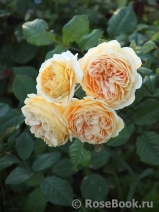 Crown Princess Margareta®