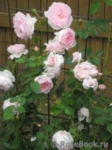 The Wedgwood Rose