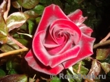 Black Baccara