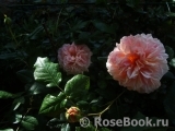 Abraham Darby