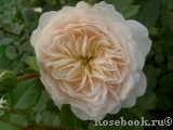 Crocus Rose® 