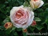 A Shropshire Lad