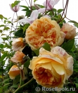 Crown Princess Margareta®