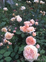 Crown Princess Margareta®