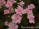 Bordure Rose