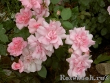 Bordure Rose