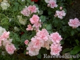 Bordure Rose