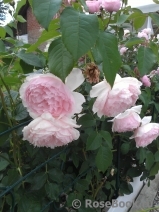 The Wedgwood Rose