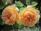 Crown Princess Margareta®