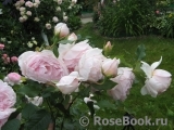 The Wedgwood Rose